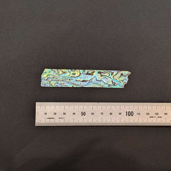 New Zealand Shell, thin0.1mm/ニュージーランド貝うす貝0.1mm厚 約20×90mm