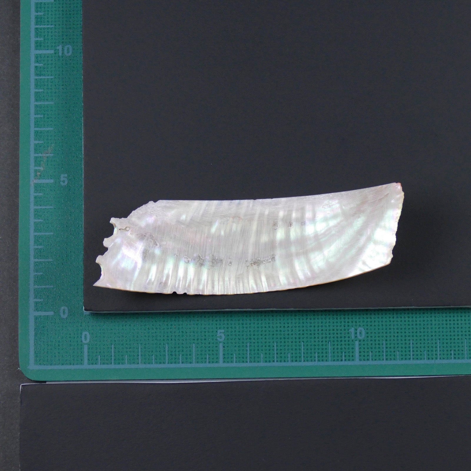 Awabi, Abalone, 1mm thickness/あわび厚貝　1ｍｍ厚